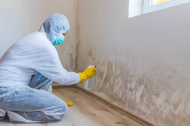 Licensed Mold Inspection service in Hathorne, MA - WQB Mold Removal